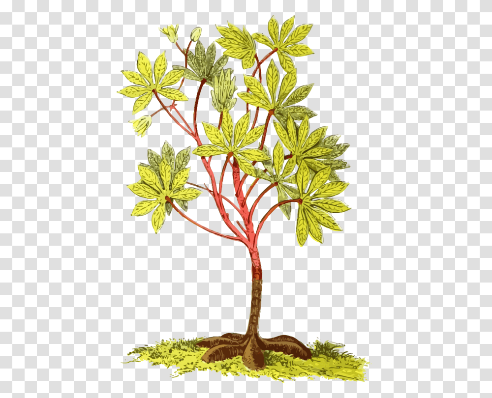 Cassava Root Plants Tapioca Tuber, Leaf, Tree, Produce, Food Transparent Png