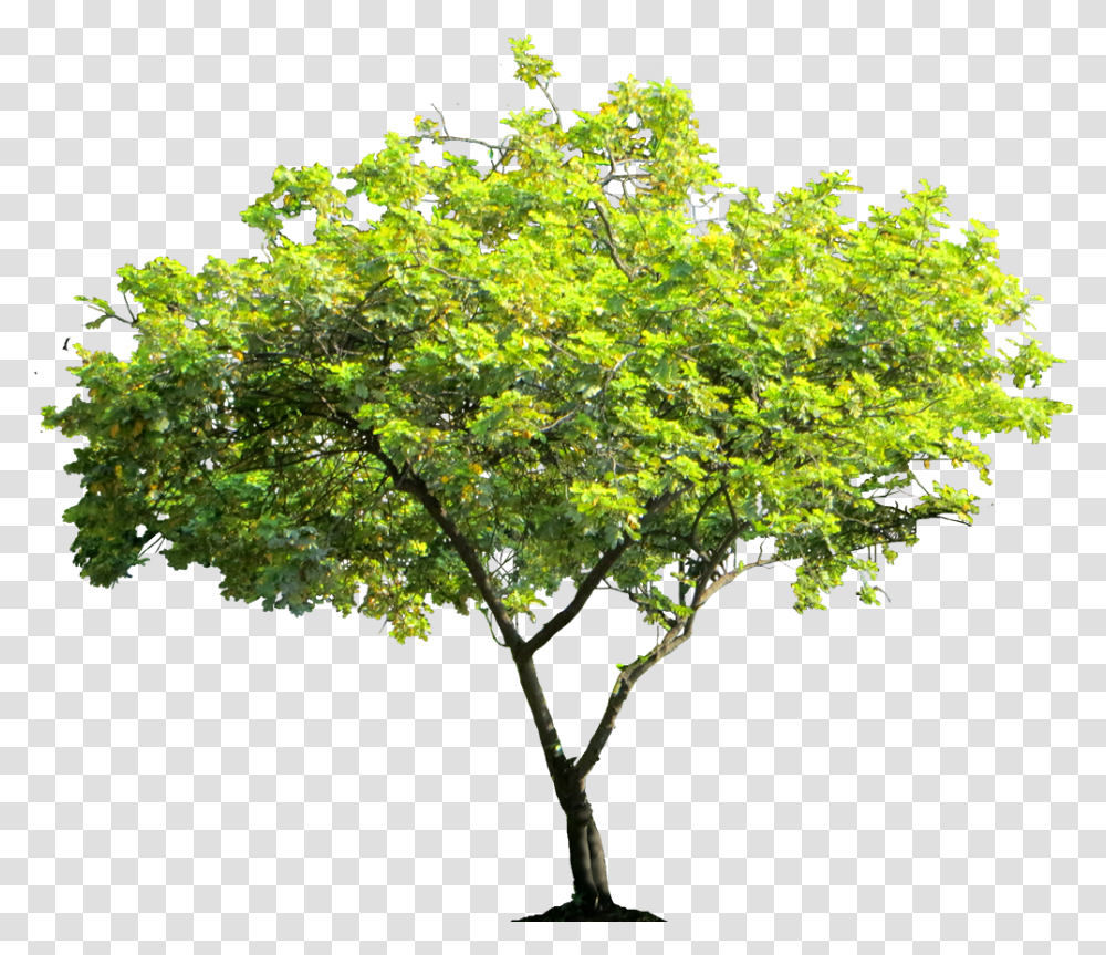 Cassiasurattensis Tree Image Background Tree, Plant, Maple, Leaf, Potted Plant Transparent Png