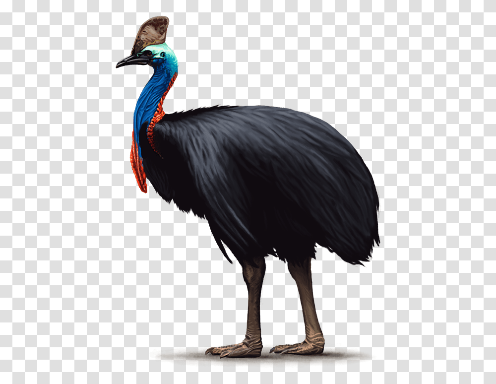 Cassowary Background, Bird, Animal, Beak, Ostrich Transparent Png