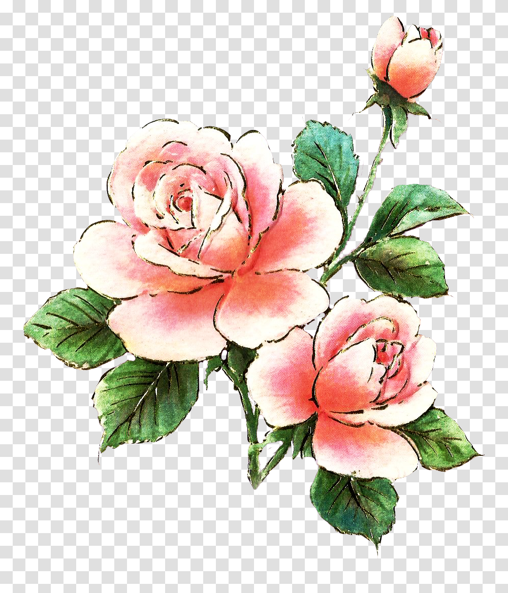 Castillian Rose Clipart Jpg Free Free Roses Pink Rose Clipart, Flower, Plant, Petal, Peony Transparent Png