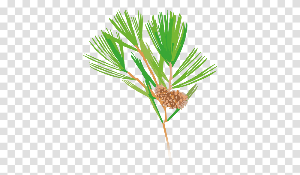 Casuarina Tree Pond Pine, Plant, Conifer, Palm Tree, Arecaceae Transparent Png