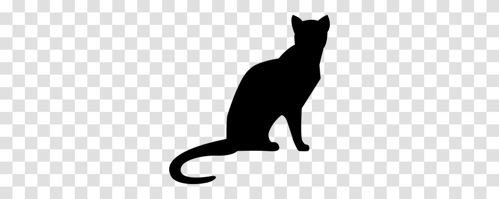 Cat Animals, Gray, World Of Warcraft Transparent Png