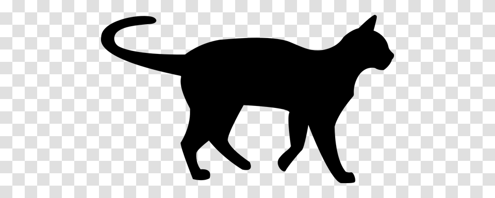 Cat Animals, Gray, World Of Warcraft Transparent Png