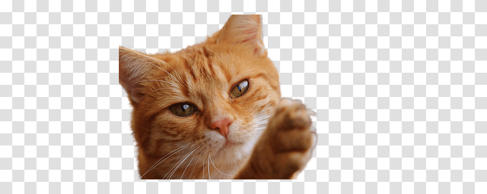 Cat Animals, Pet, Mammal, Abyssinian Transparent Png