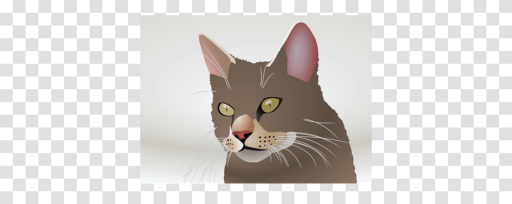 Cat Abyssinian, Pet, Mammal, Animal Transparent Png