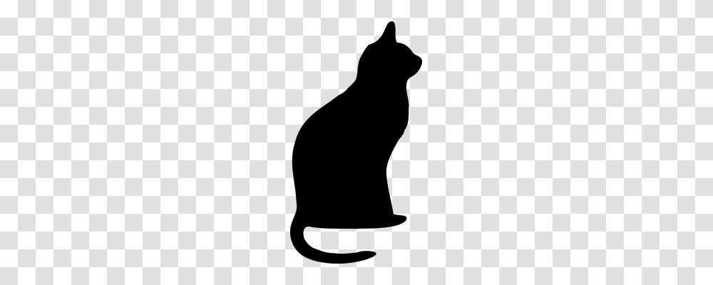 Cat Animals, Gray, World Of Warcraft Transparent Png