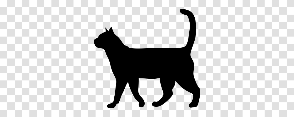 Cat Animals, Gray, World Of Warcraft Transparent Png