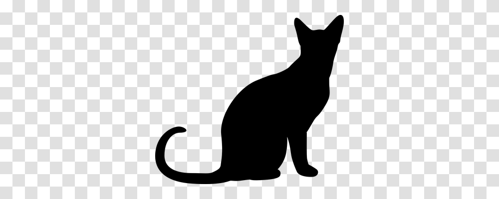 Cat Animals, Gray, World Of Warcraft Transparent Png