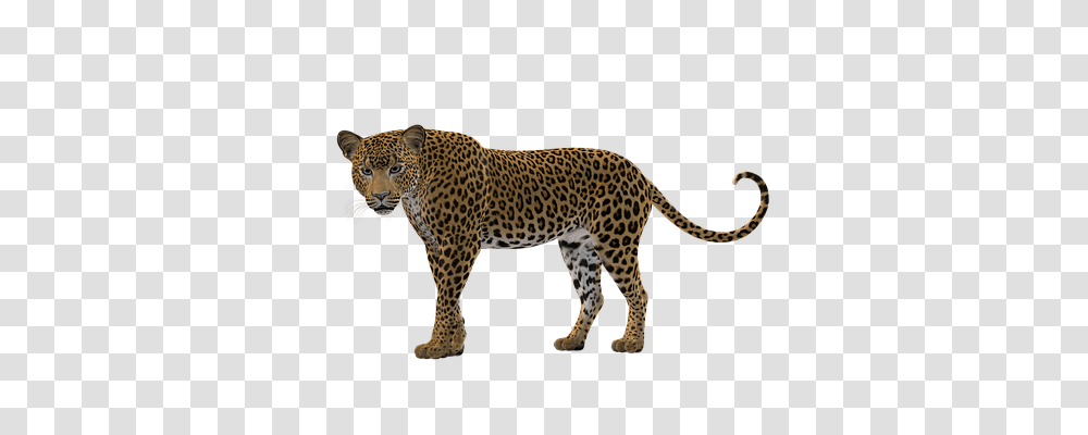 Cat Nature, Panther, Wildlife, Mammal Transparent Png