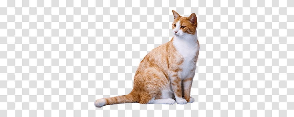 Cat Animals, Pet, Mammal, Manx Transparent Png