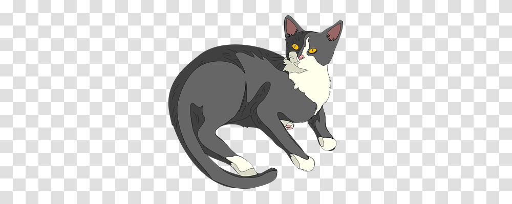 Cat Animals, Mammal, Pet, Abyssinian Transparent Png