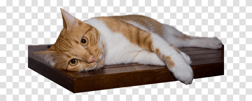 Cat Animals, Pet, Mammal, Manx Transparent Png