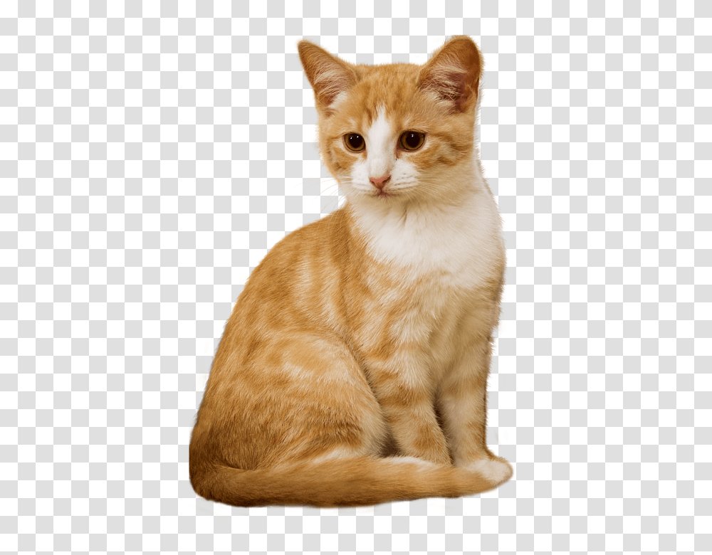 Cat 960, Animals, Pet, Mammal, Manx Transparent Png