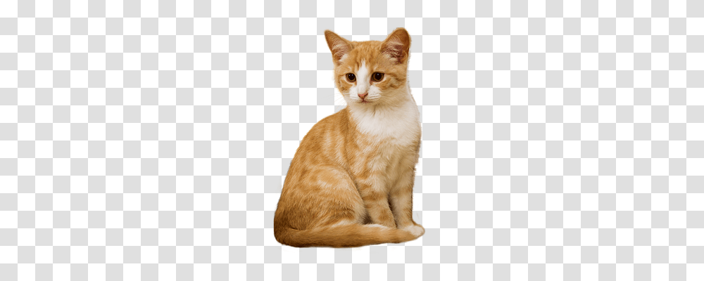 Cat Animals, Pet, Mammal, Manx Transparent Png