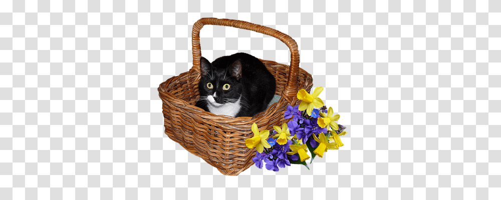 Cat Animals, Basket, Pet, Mammal Transparent Png