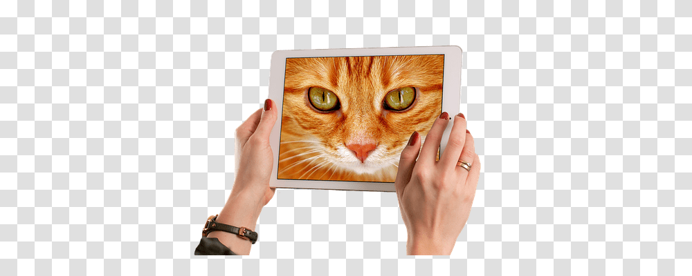 Cat Animals, Computer, Electronics, Person Transparent Png