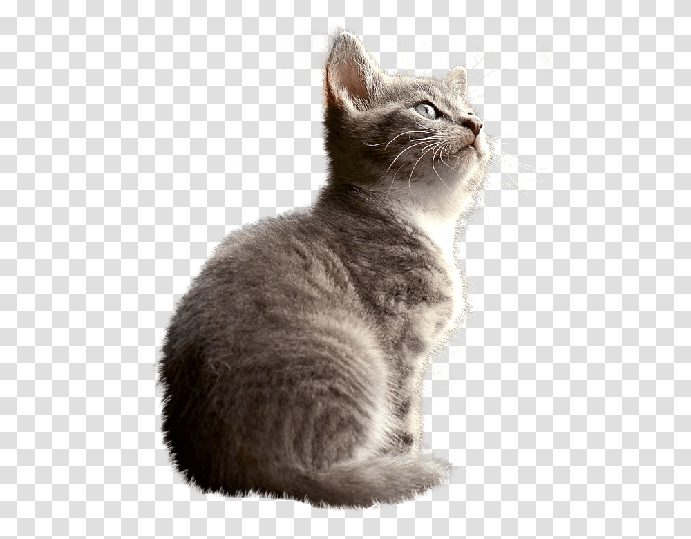 Cat 960, Animals, Manx, Pet, Mammal Transparent Png