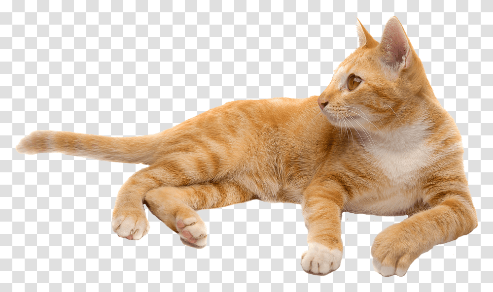 Cat, Abyssinian, Pet, Mammal, Animal Transparent Png