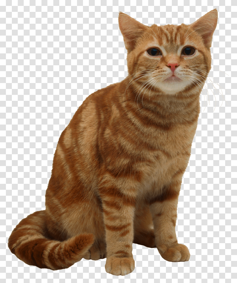 Cat American Short Hair Cat Transparent Png