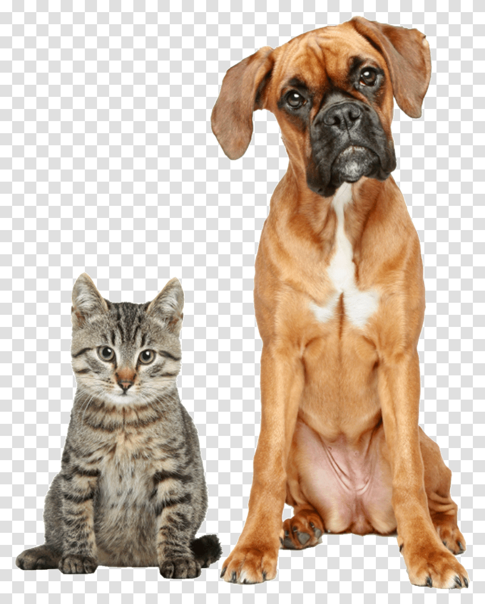 Cat And Boxer, Dog, Pet, Canine, Animal Transparent Png
