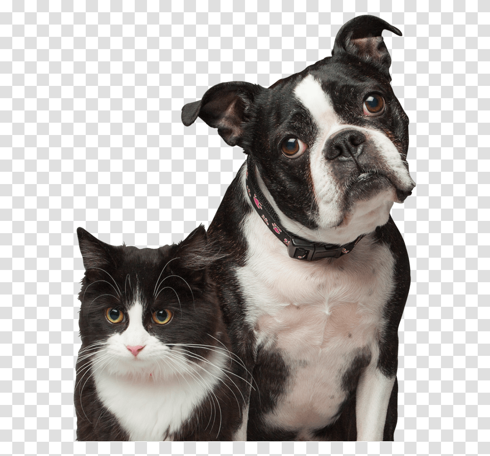 Cat And Dog Boston Terrier, Pet, Canine, Animal, Mammal Transparent Png