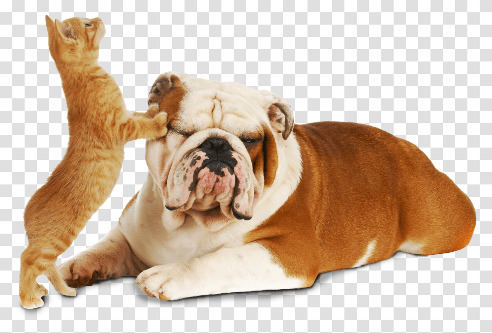 Cat And Dog Cute Pics Of Dogs And Cats Transparent Png