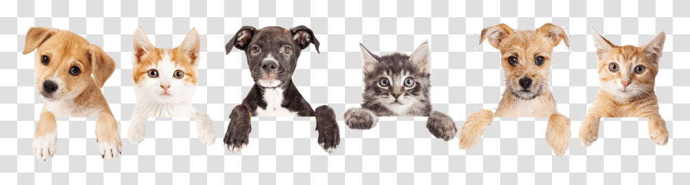 Cat And Dog Footer, Pet, Animal, Mammal, Kitten Transparent Png