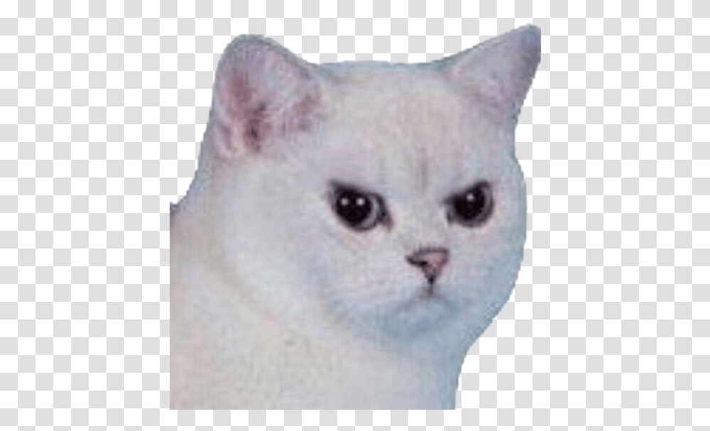 Cat Angry Angrycat Meme Funny Sad White Cat Meme Face, Angora, Pet, Mammal, Animal Transparent Png