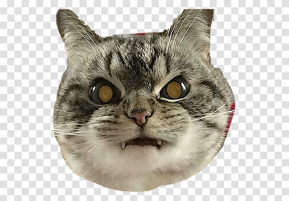 Cat Angry, Manx, Pet, Mammal, Animal Transparent Png