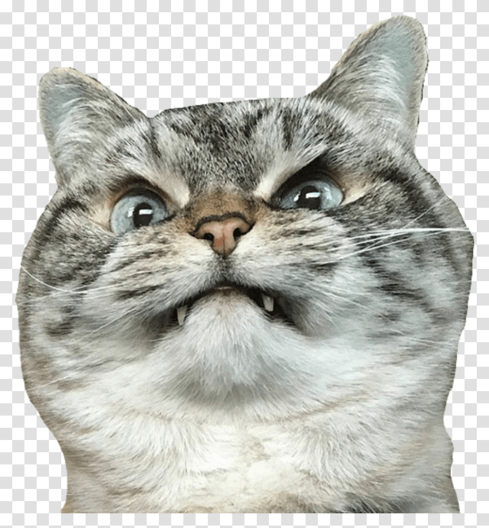 Cat Angrycat Angry Angry Cat Merlin Meme, Manx, Pet, Mammal, Animal Transparent Png