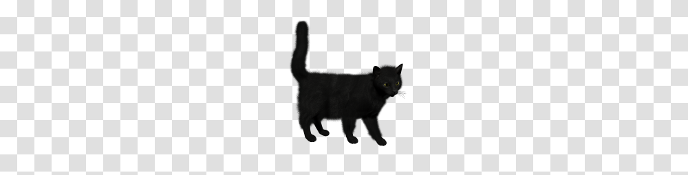 Cat, Animal, Mammal, Pet, Black Cat Transparent Png