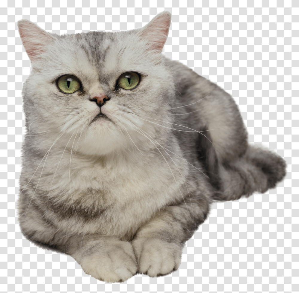 Cat Animal Photoshop No Background Transparent Png