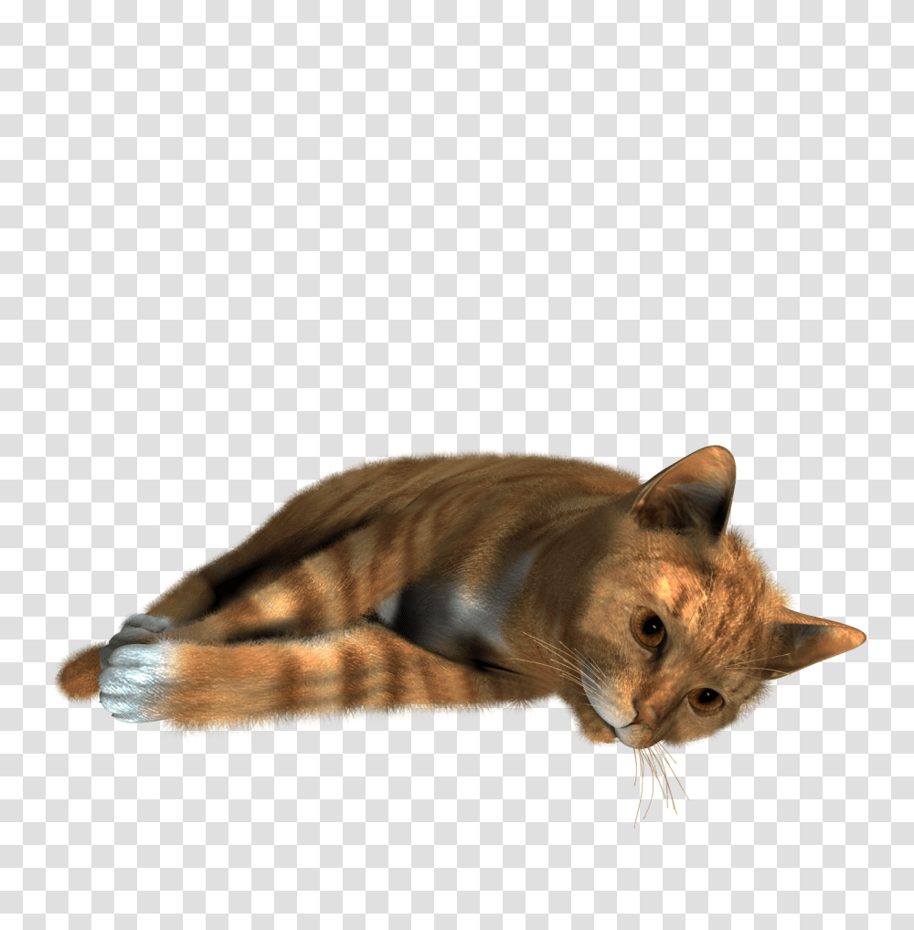 Cat, Animals, Abyssinian, Pet, Mammal Transparent Png