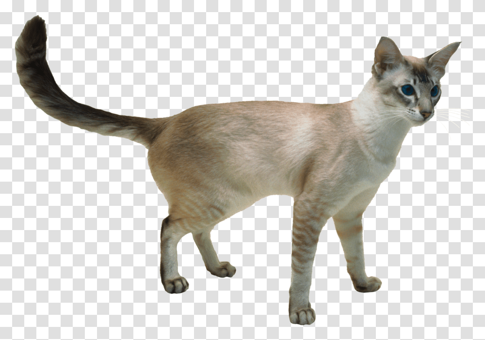 Cat, Animals, Abyssinian, Pet, Mammal Transparent Png