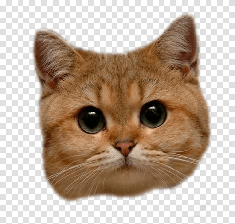 Cat, Animals, Abyssinian, Pet, Mammal Transparent Png