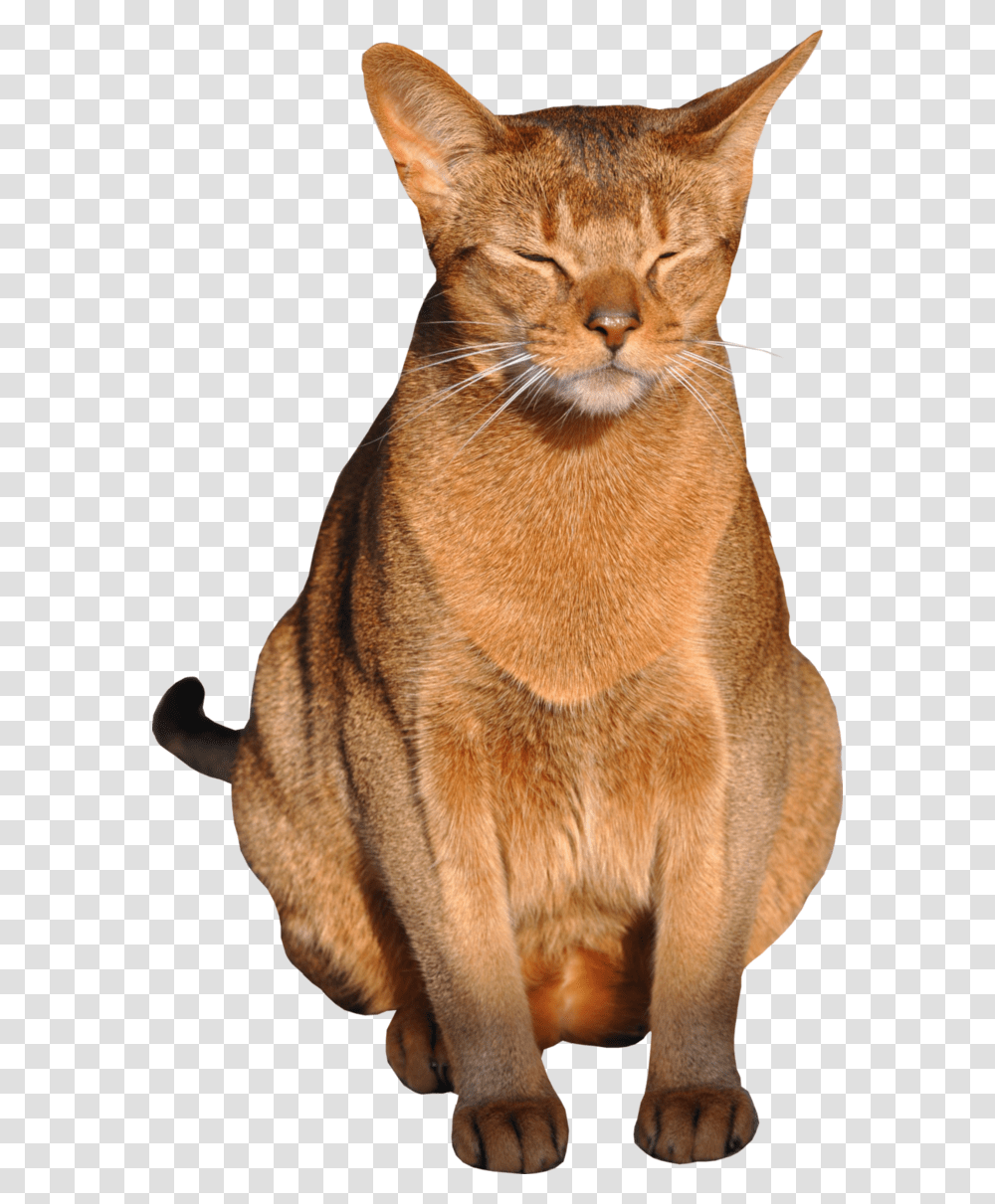Cat, Animals, Abyssinian, Pet, Mammal Transparent Png