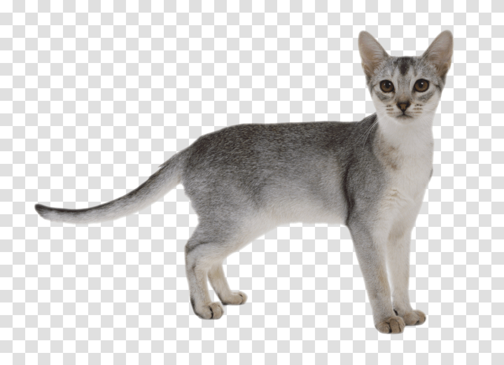 Cat, Animals, Abyssinian, Pet, Mammal Transparent Png