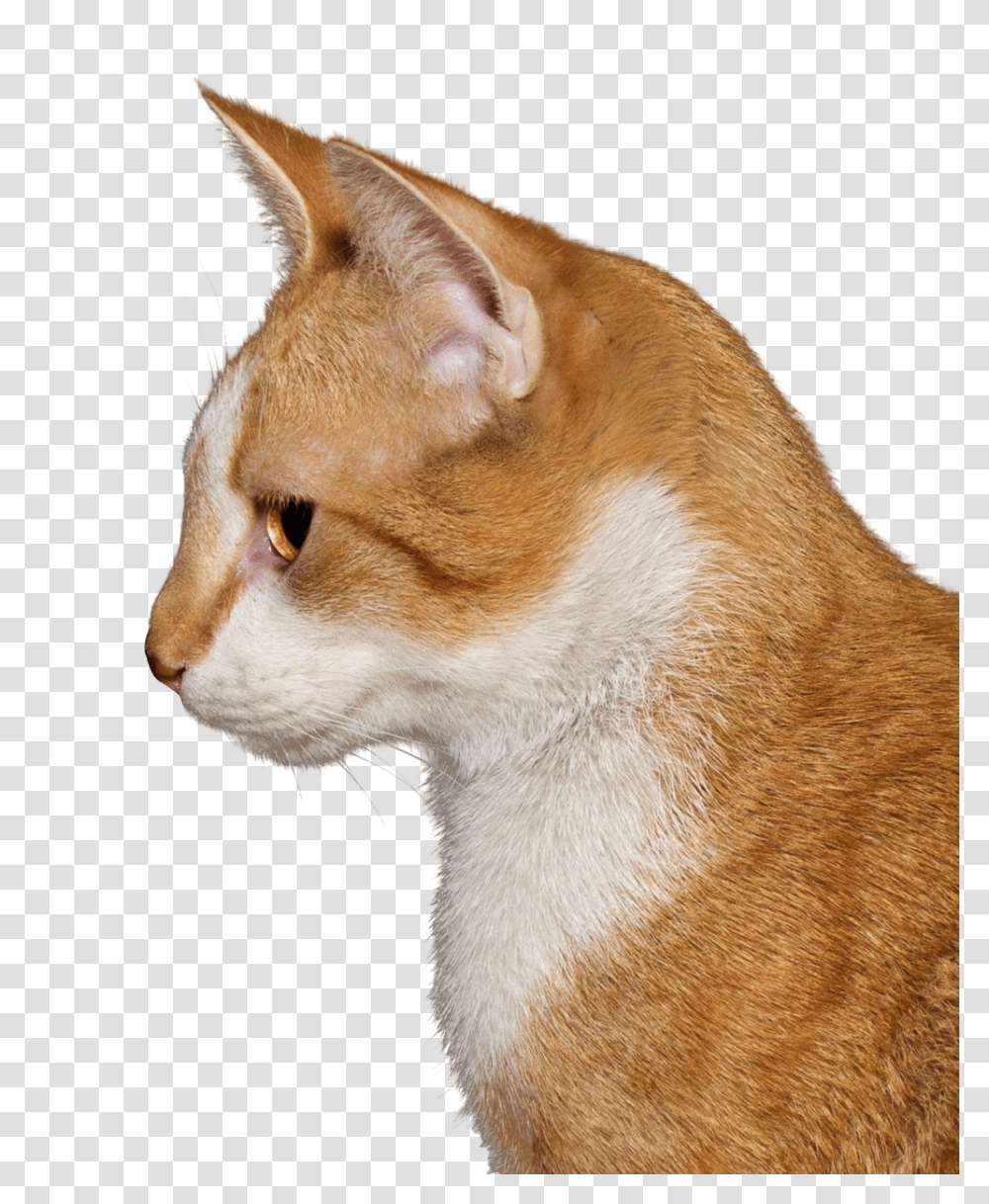 Cat, Animals, Abyssinian, Pet, Mammal Transparent Png