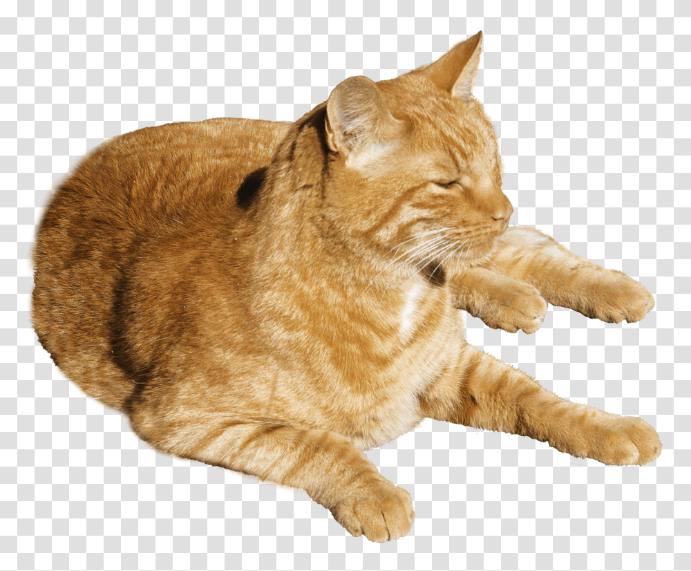 Cat, Animals, Abyssinian, Pet, Mammal Transparent Png