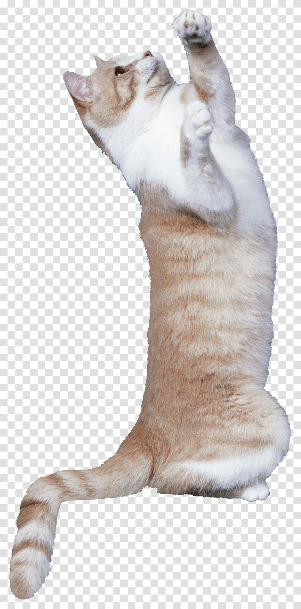 Cat, Animals, Arm, Mammal, Pet Transparent Png