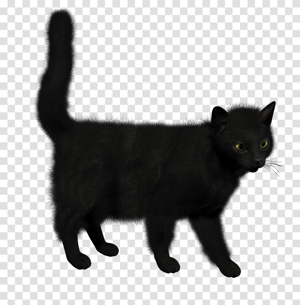 Cat, Animals, Black Cat, Pet, Mammal Transparent Png