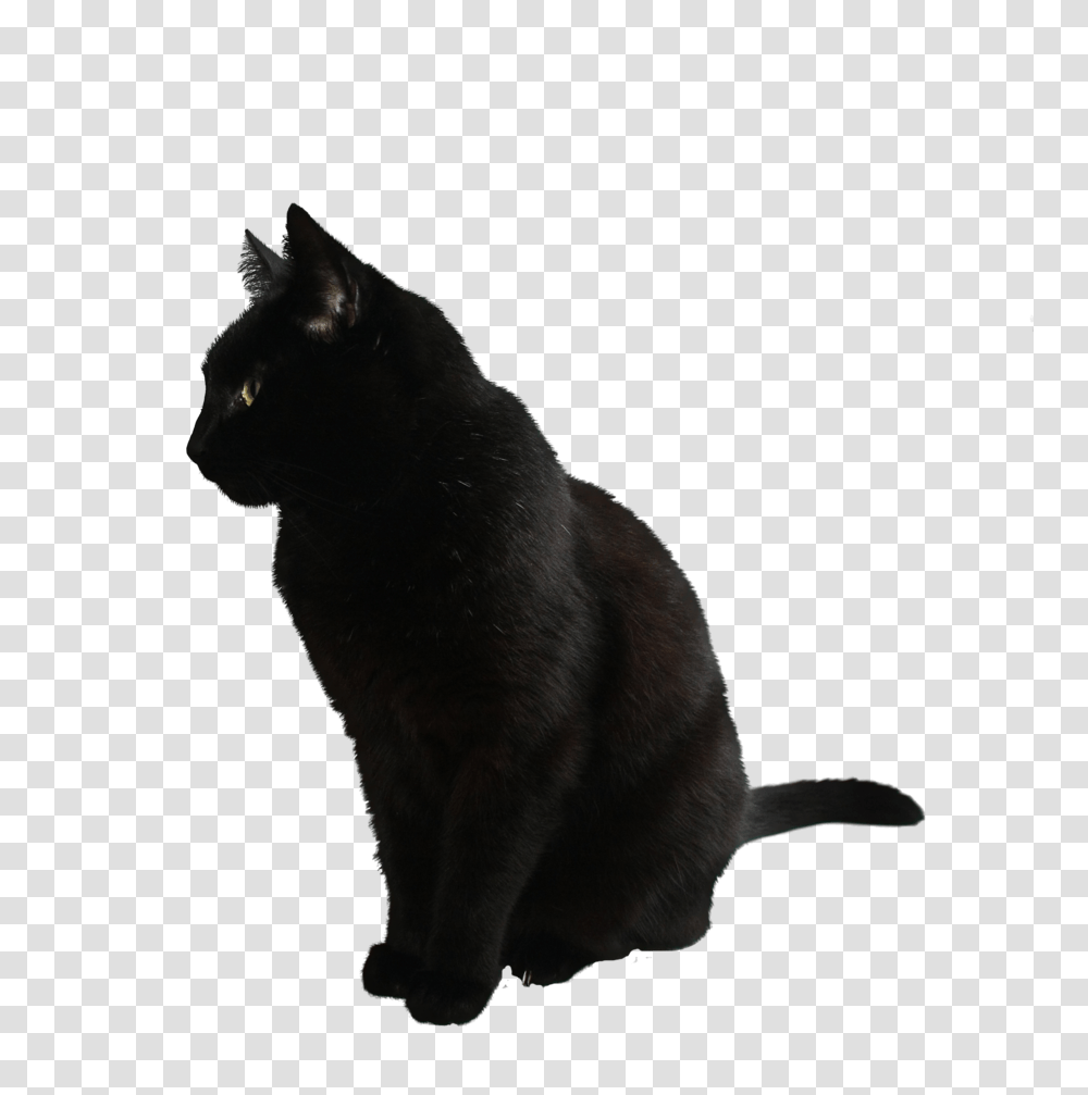 Cat, Animals, Black Cat, Pet, Mammal Transparent Png