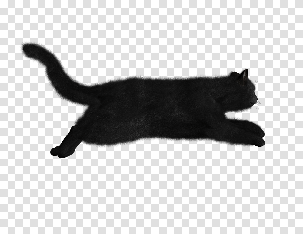 Cat, Animals, Pet, Ninja Transparent Png