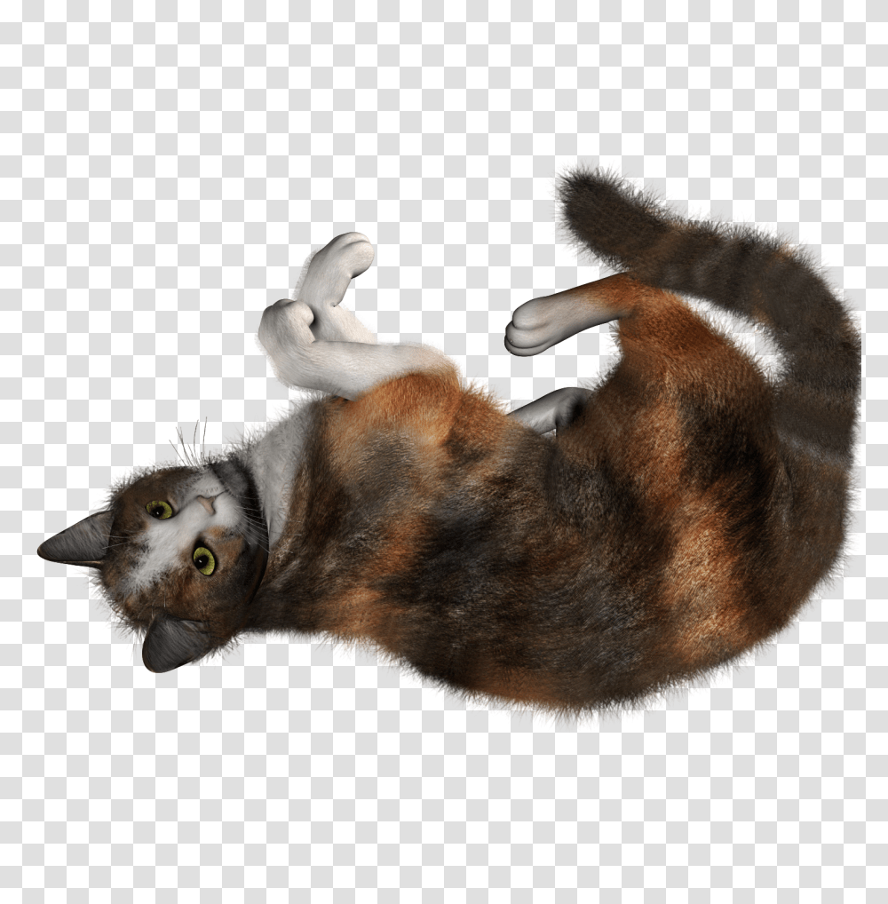 Cat, Animals, Collage, Poster, Advertisement Transparent Png