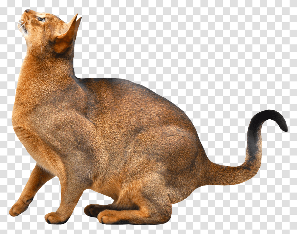 Cat, Animals, Kangaroo, Mammal, Wallaby Transparent Png