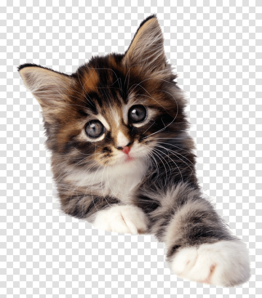 Cat, Animals, Kitten, Pet, Mammal Transparent Png