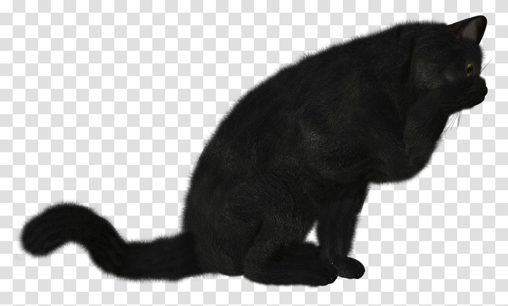 Cat, Animals, Mammal, Bear, Wildlife Transparent Png