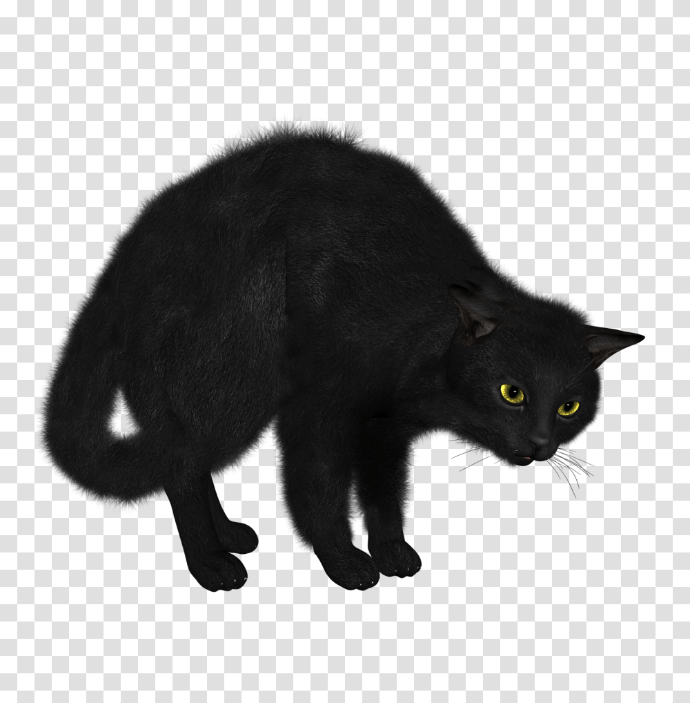 Cat, Animals, Mammal, Black Cat, Pet Transparent Png