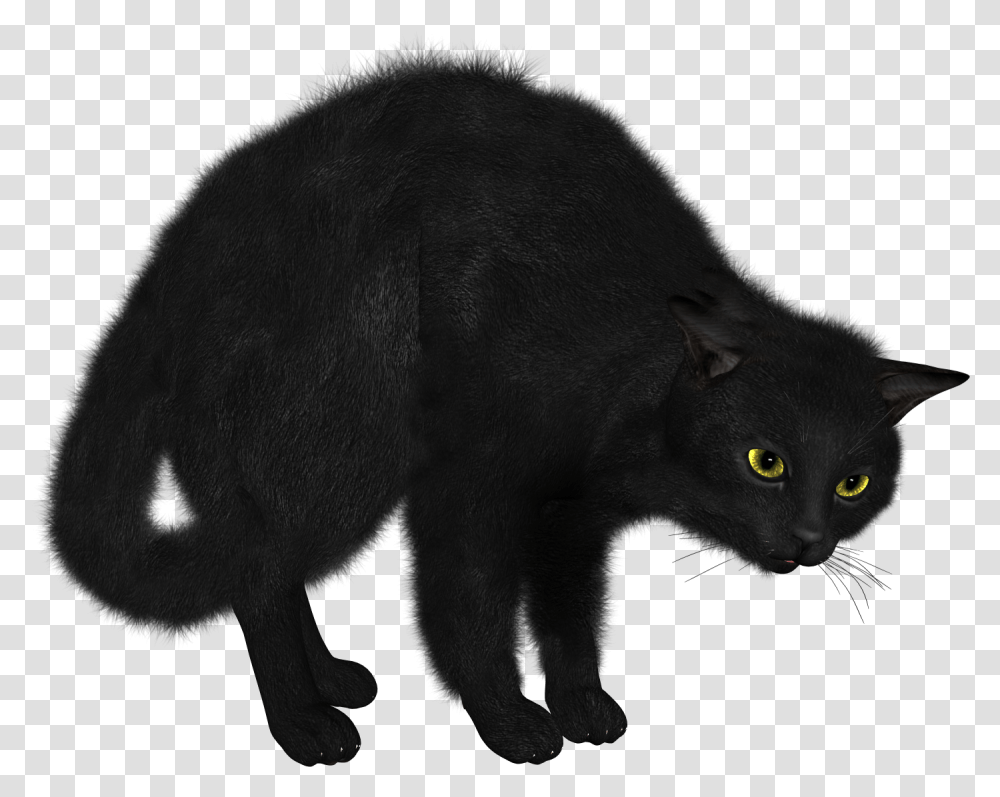 Cat, Animals, Mammal, Black Cat, Pet Transparent Png