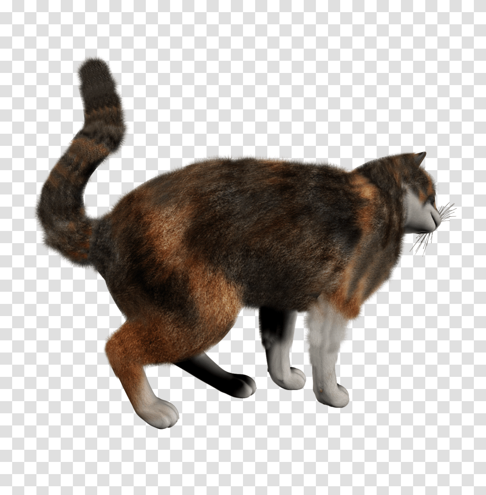 Cat, Animals, Mammal, Bronze, Pet Transparent Png